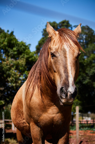 CAVALO ELEGANTE 