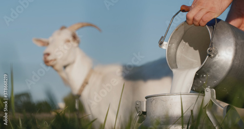 Fotomurale Farmer pours goat's milk into can, goat grazes in the background