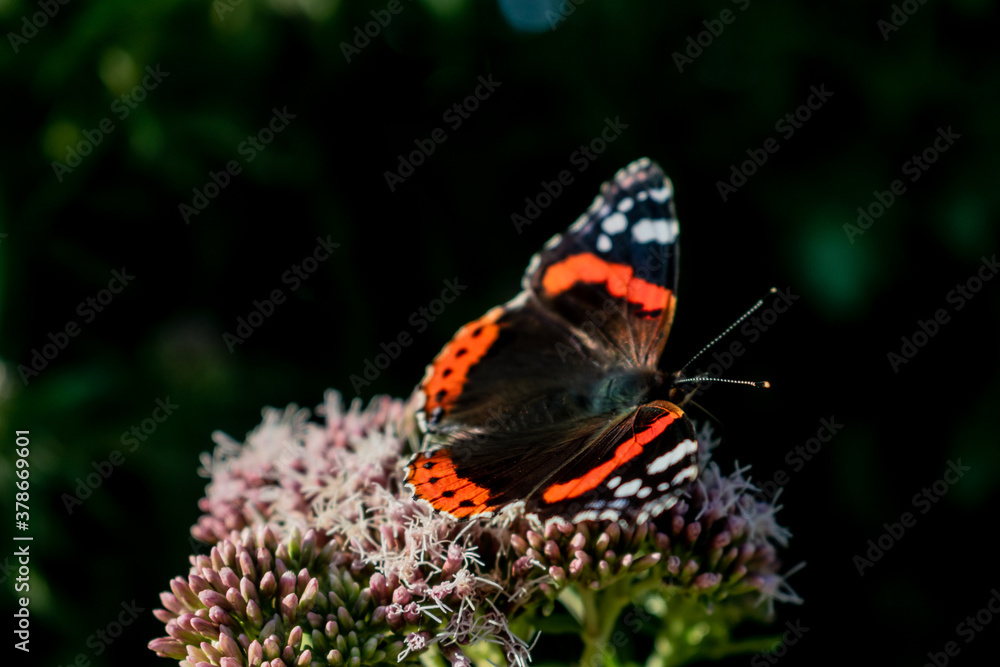 Black and red admiral butterfly sitting on pink flower called Hemp agrimony Eupatorium cannabinum, beautiful closeup of butterfly feeding of bunch of flowers. Black and red admiral butterfly sitting on pink flower called Hemp agrimony Eupatorium cannabinum, beautiful closeup of butterfly feeding of bunch of flowers.