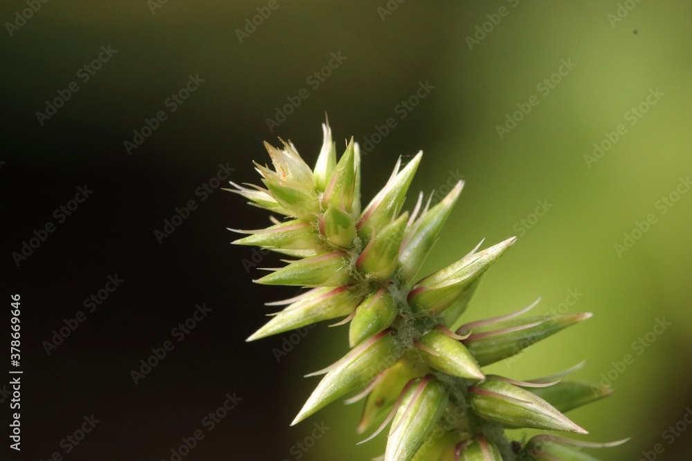 Close-up of green buds, Achyranthes bidentata Close-up of green buds, Achyranthes bidentata