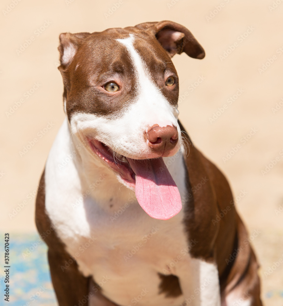 Portrait of a American Terrier Pitbull