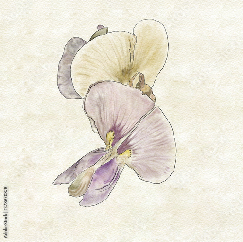 Flor de frijol