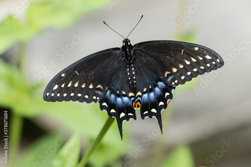 Cuadro en lienzo Colorful spicebush swallowtail butterfly with outstretched wings