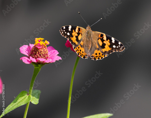 фотографія Painted Lady butterfly feeding on a pink flower