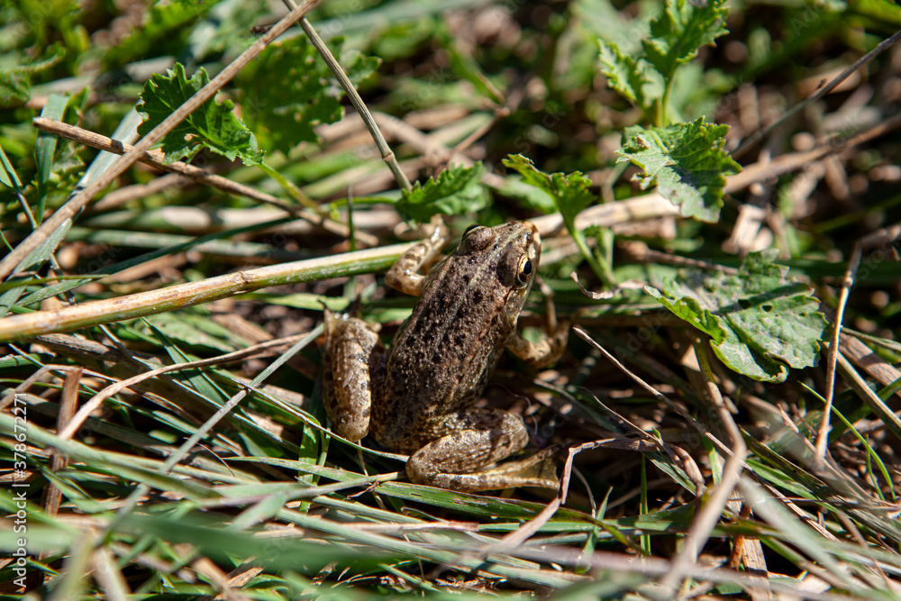 Toad in Grass