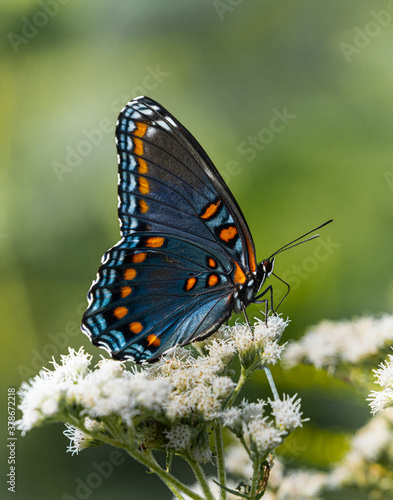 Vászonkép Red-spotted Purple Admiral Butterfly on white flowers