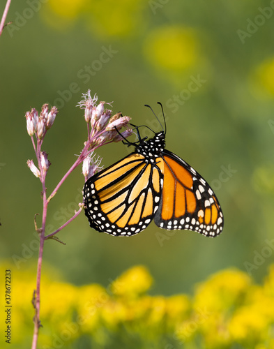 Monarch butterfly nectaring on pink swamp milkweed flowers