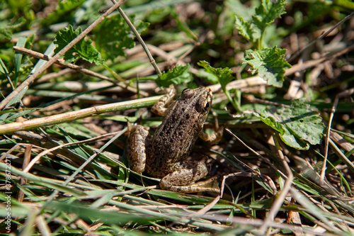 Toad in Grass