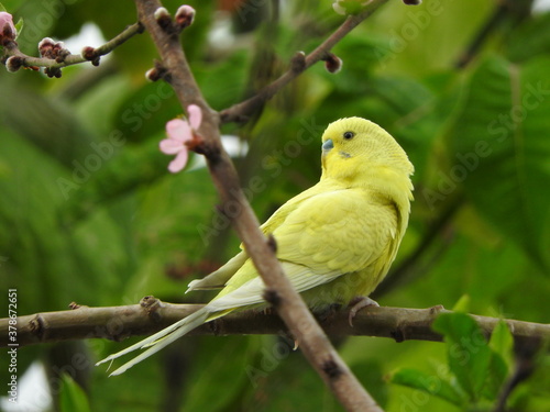 Pájaro amarillo en árbol de durazno, yellow bird