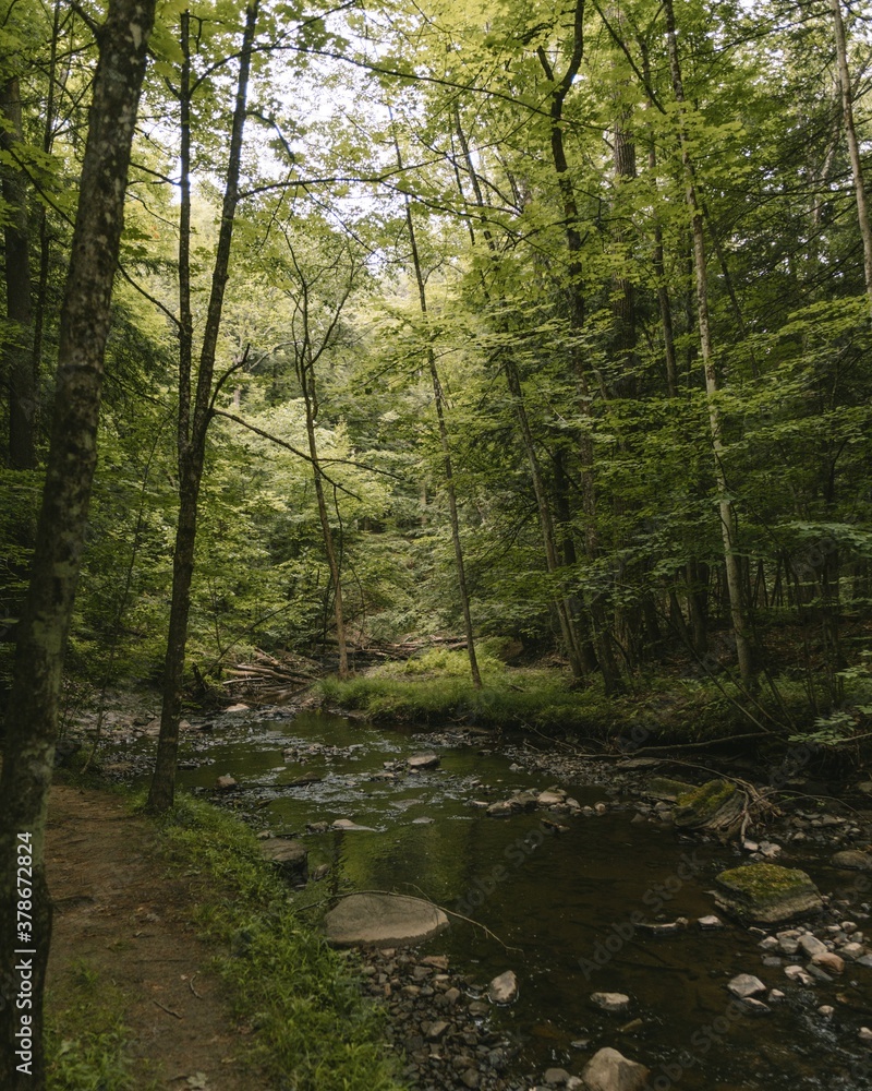 Obraz premium Forest Path