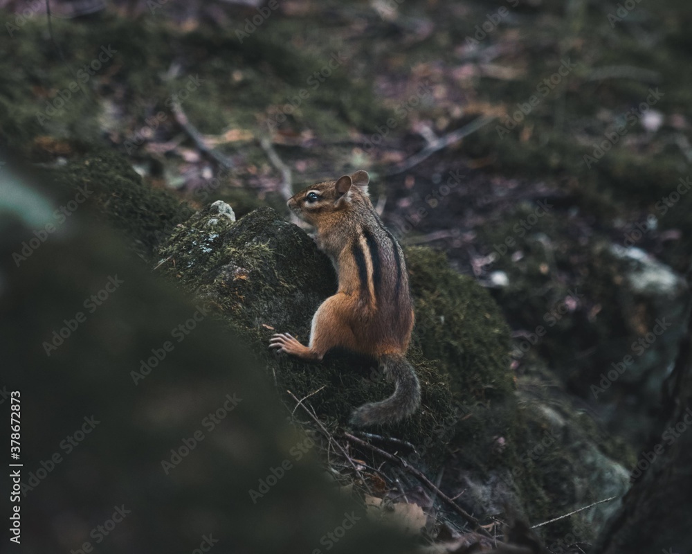 Squirrel Squirrel