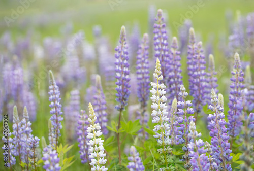 Original botanical photograph of purple and white Lupine blooming in a meadow