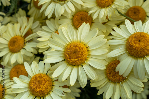 Daisies  for background