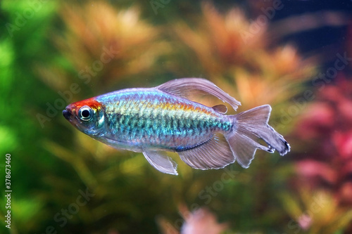 The Congo tetra fish (Phenacogrammus interruptus) is a species of fish in the African tetra family, found in the central Congo River Basin in Africa. Famous aquarium ornamental fish. photo