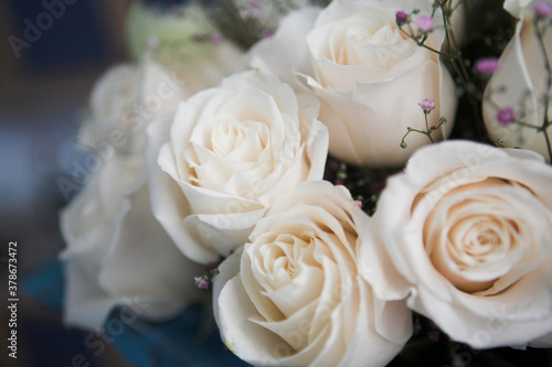 Beautiful white roses