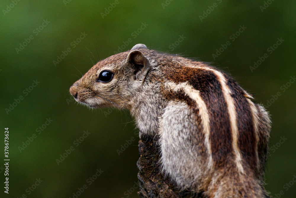 Obraz premium An Indian palm squirrel