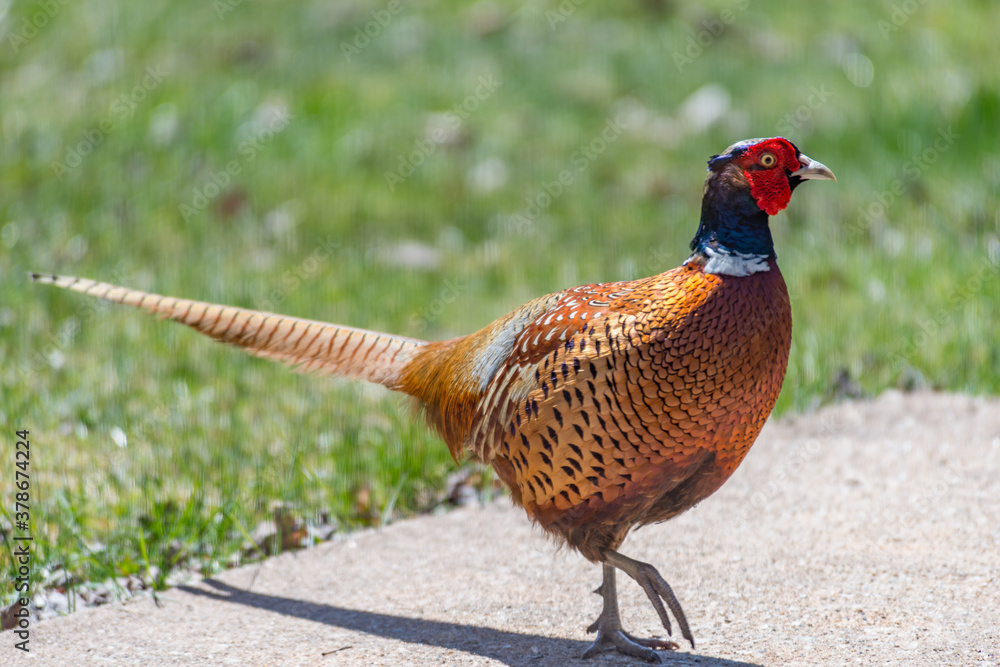 Fototapeta premium Common pheasant (Phasianus colchius)