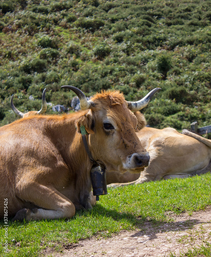 image of a cow lying in a meadow with a mountain background