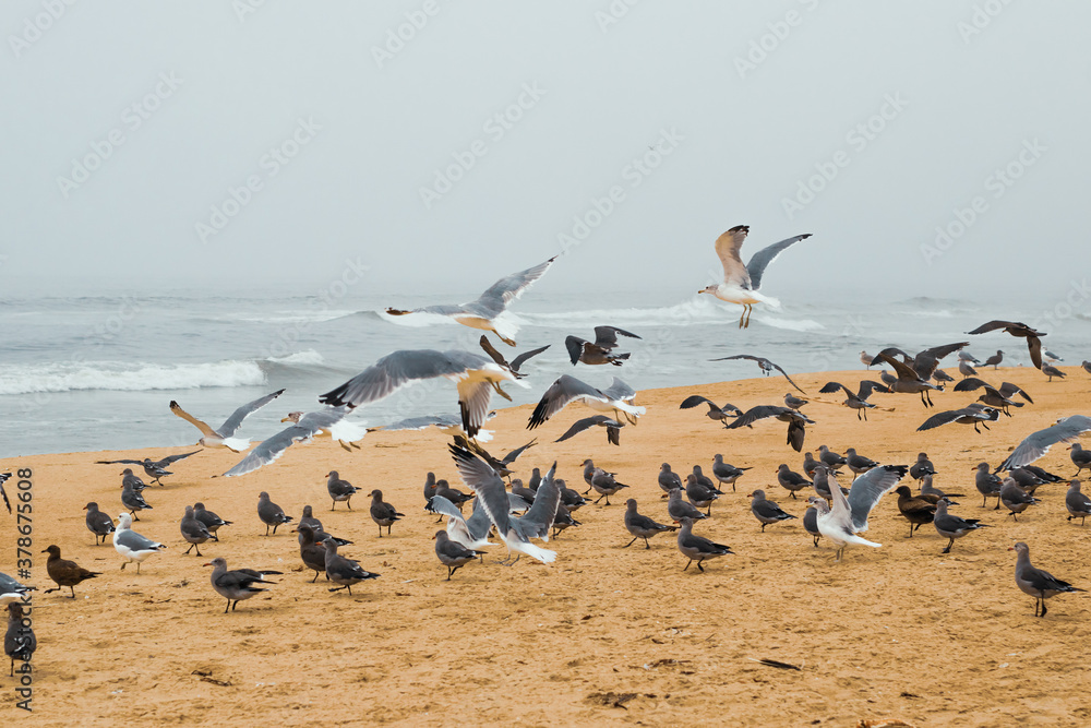 Sand beach and flock of birds, California Central Coast