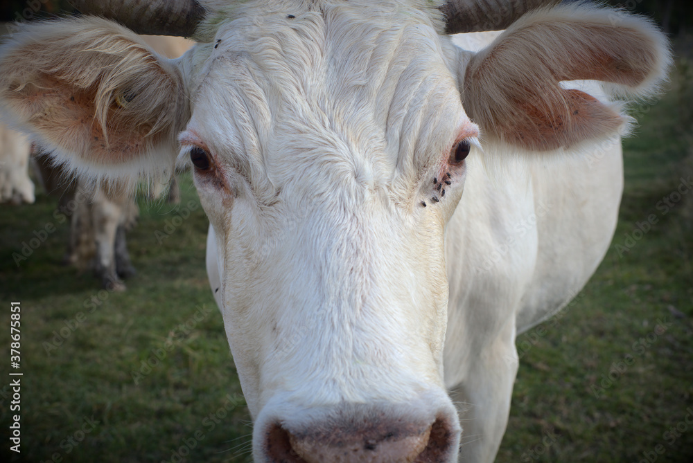 cow close-up farm animal agriculture macro portrait cow close-up farm animal agriculture macro portrait
