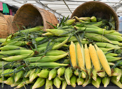 A display of fresh corn for sale at a farm market stall.
