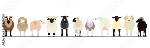 various sheep border photo