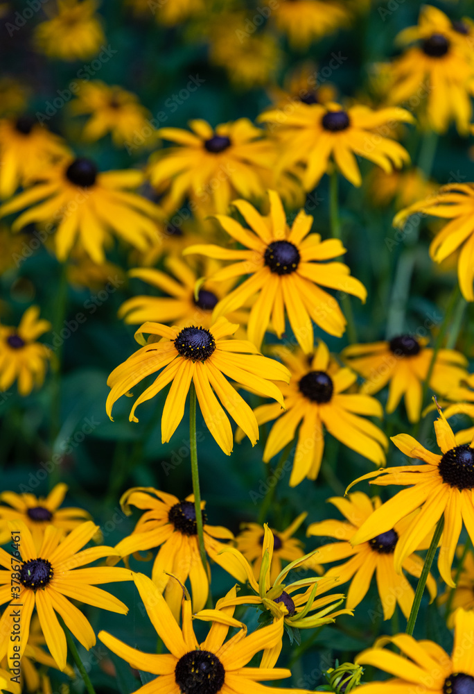 Bright yellow flowers of Black-Eyed Susans blooming in a garden as a nature background Bright yellow flowers of Black-Eyed Susans blooming in a garden as a nature background