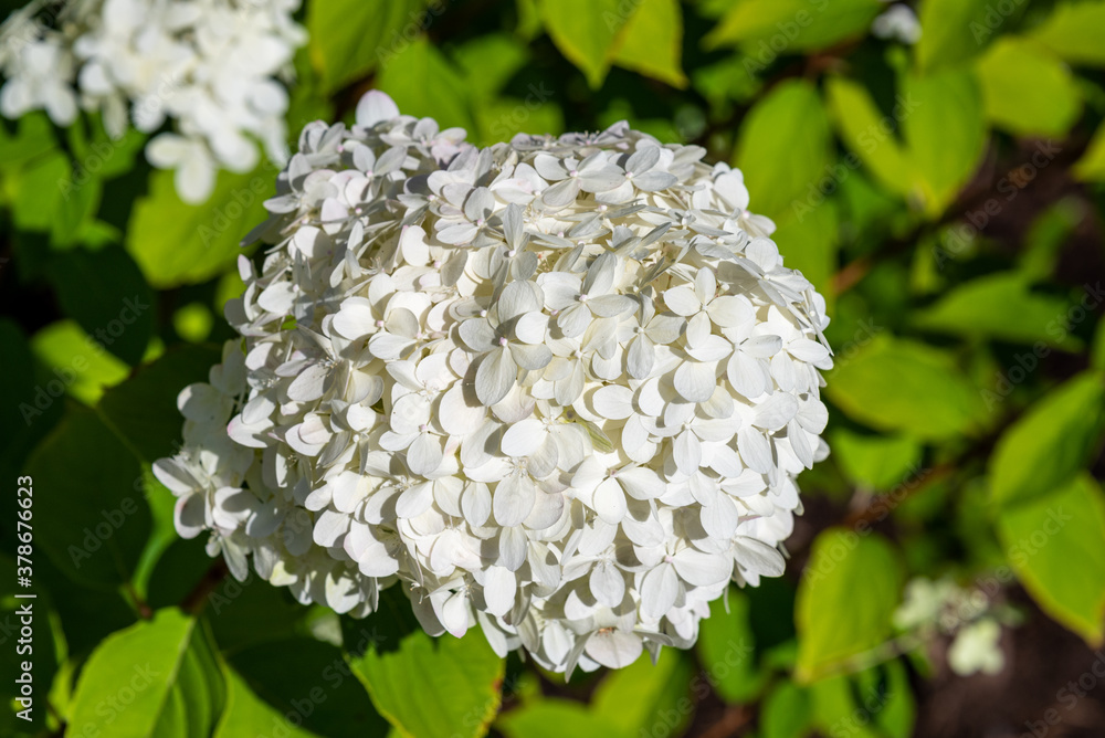 White hydrangea blooming in a garden on a sunny day as a nature background
White hydrangea blooming in a garden on a sunny day as a nature background