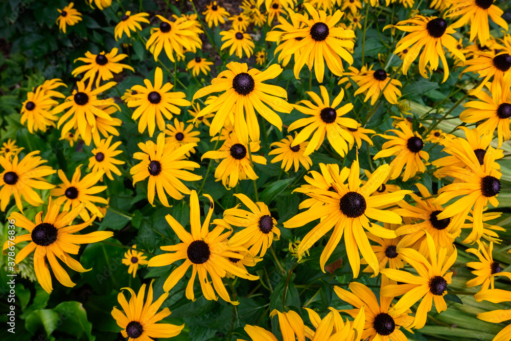 Bright yellow flowers of Black-Eyed Susans blooming in a garden as a nature background
