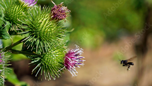Fotografia Greater burdock or edible burdock flowers (Arctium lappa)