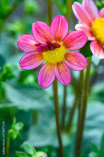 Closeup of pink flowers of a dahlia blooming in a garden as a nature background 