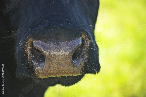 A Closeup Of A Cow Nose