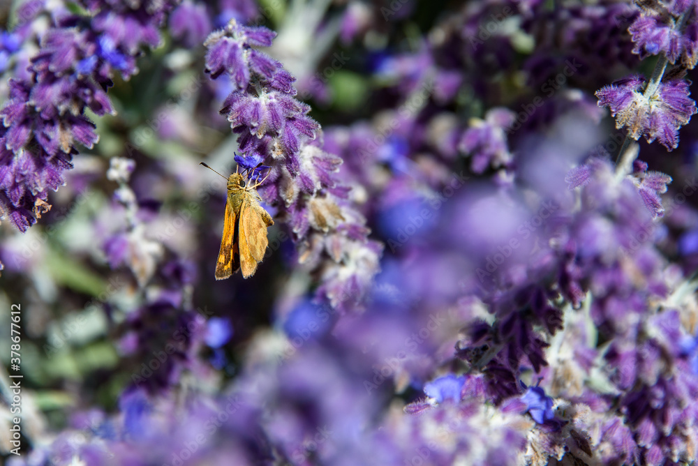 Closeup of an orange moth on a lavender plant blooming in a garden
 - obrazy, fototapety, plakaty 