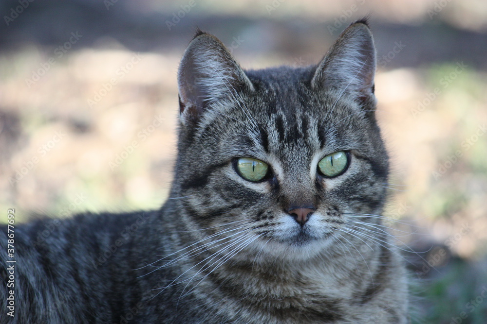Feral Cat With Green Eyes