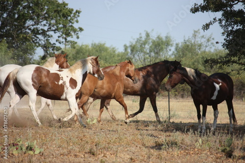 A Group Of Horses In A Field
