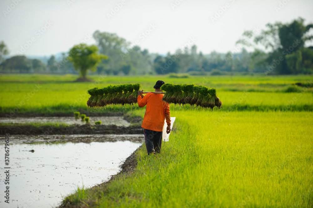 Farmers carrying seedlings in the planting season