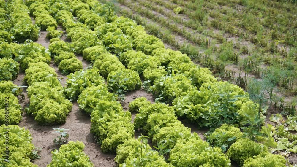 Garden beds filled with green beetroot bushes growing under sunlight. Harvest. Summer season. Agriculture. Organic vegetables. Farmland.