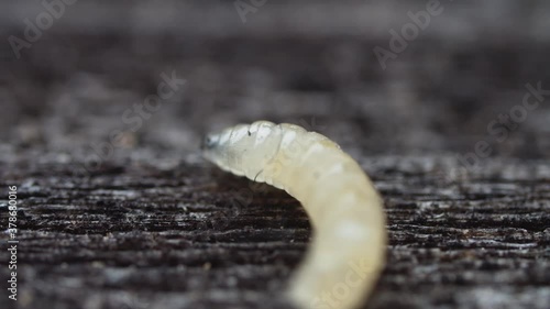 Stunning macro shot of little nasty transparent maggot with all internal organs visible at camera. Worms crawling. Natural concept.