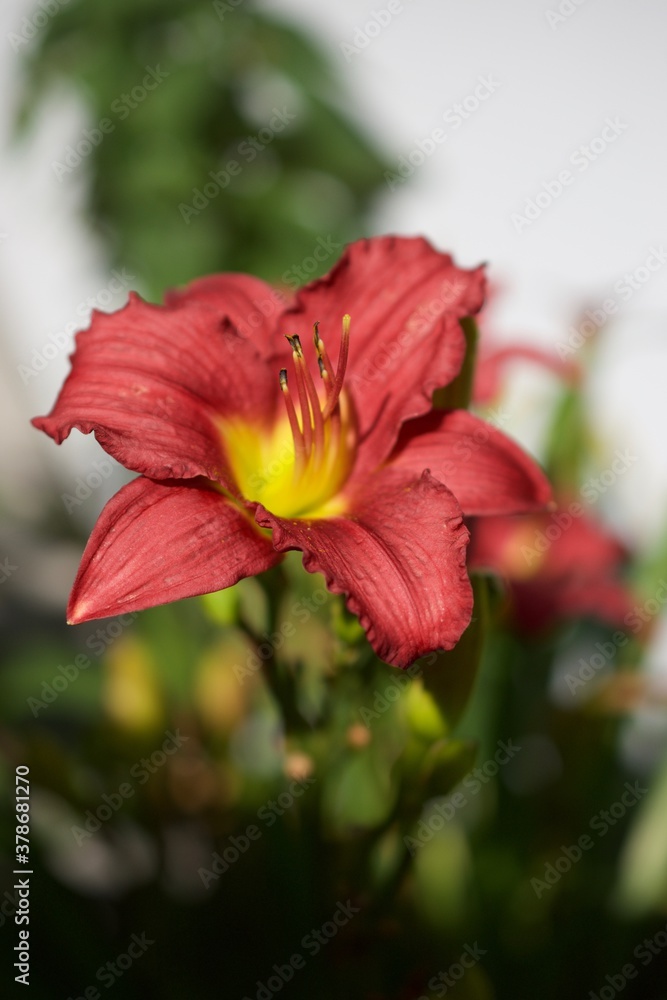 Red Lilly.