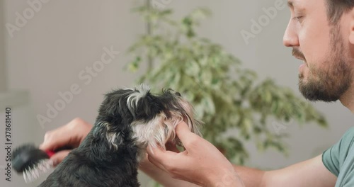 The man with beard and mustashes brushes the yorkshire terrier and smiles. White wall an green leaves in background. photo