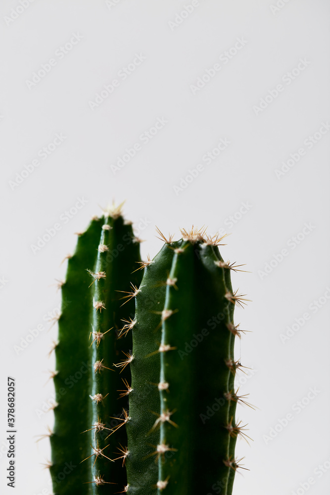 Naklejka premium Cactus in pot isolated on white background