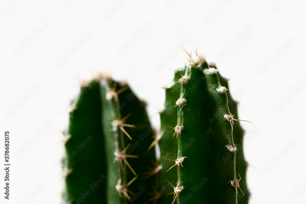 Cactus in pot isolated on white background Cactus in pot isolated on white background