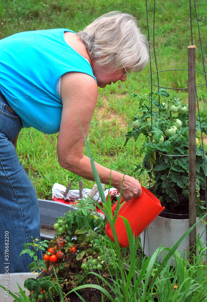 Fototapeta premium Mature female watering tomatoes plants outdoors.