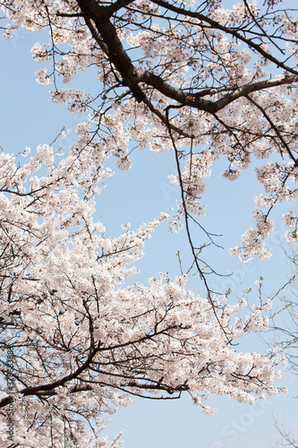 cherry blossoms in spring