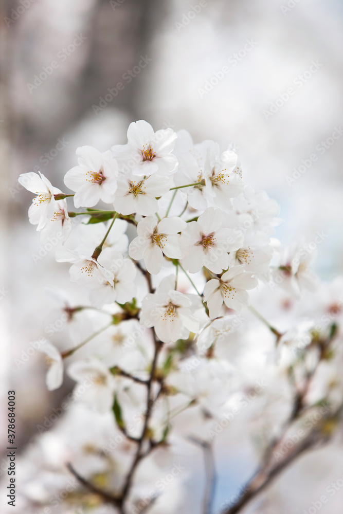 cherry blossoms in spring