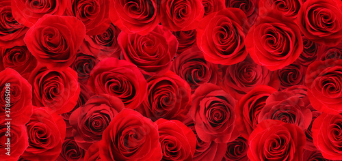 Many beautiful red roses as background, top view. Banner design