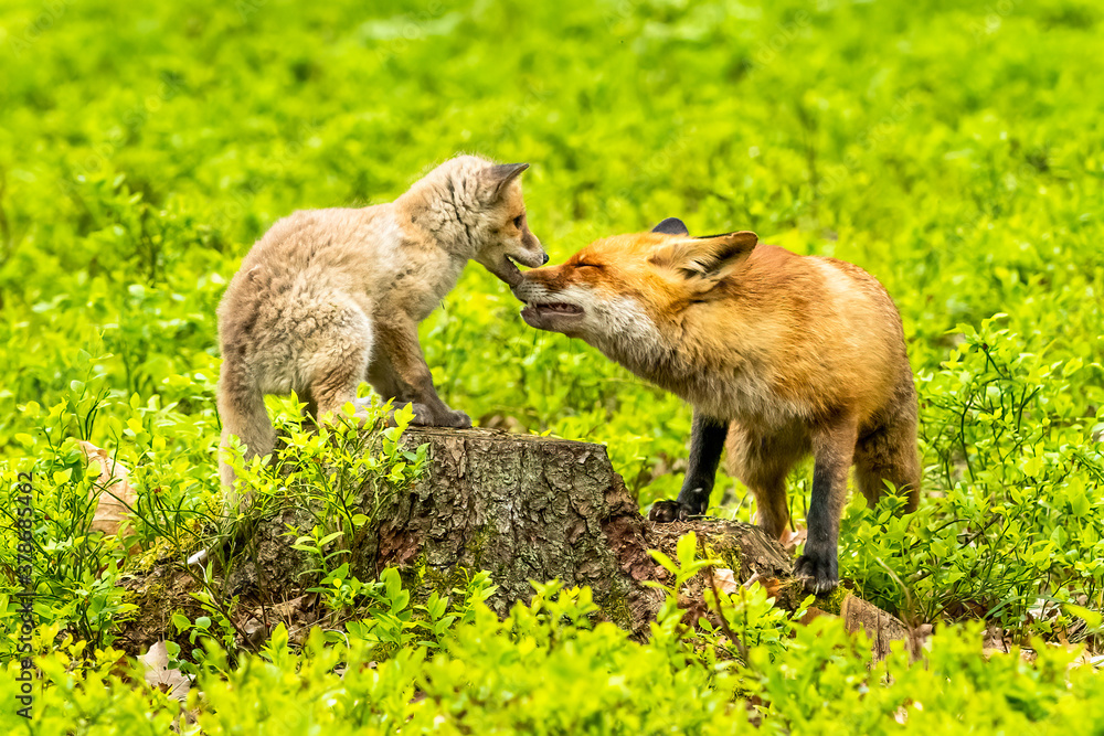 Cute Red Fox, Vulpes vulpes in fall forest. Beautiful animal in the nature habitat. Wildlife scene from the wild nature. Red fox running in orange autumn leaves Cute Red Fox, Vulpes vulpes in fall forest. Beautiful animal in the nature habitat. Wildlife scene from the wild nature. Red fox running in orange autumn leaves