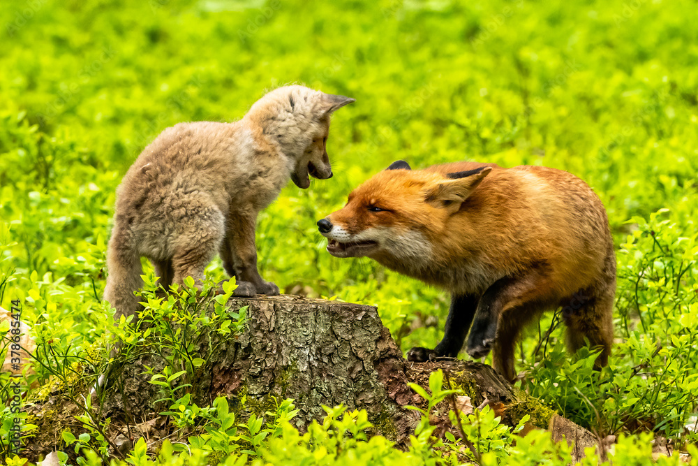 Cute Red Fox, Vulpes vulpes in fall forest. Beautiful animal in the nature habitat. Wildlife scene from the wild nature. Red fox running in orange autumn leaves Cute Red Fox, Vulpes vulpes in fall forest. Beautiful animal in the nature habitat. Wildlife scene from the wild nature. Red fox running in orange autumn leaves