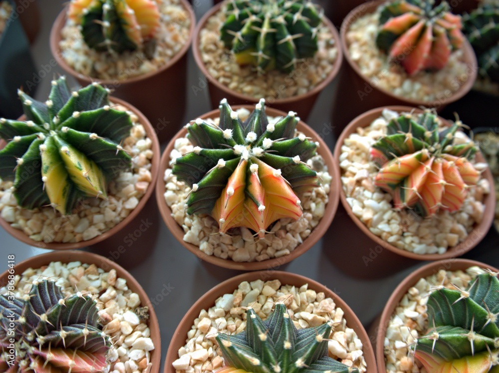 Closeup cactus desert plants ,succulent with blurred background ,macro image ,soft focus	