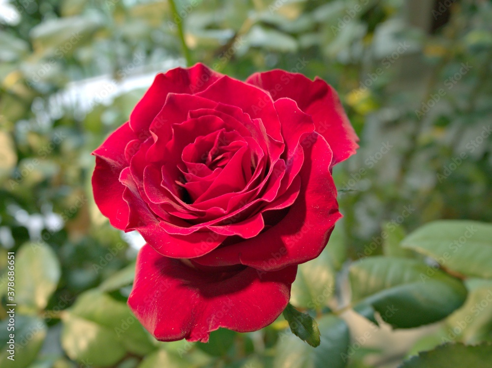 closeup red roses in garden with blurred background ,macro image ,sweet color for card design closeup red roses in garden with blurred background ,macro image ,sweet color for card design